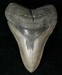 Serrated Lower Megalodon Tooth #15988-1